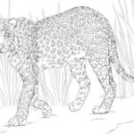 African Leopard Coloring Page  Free Printable Coloring Pages