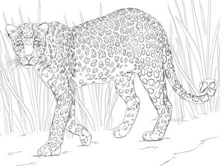 African Leopard Coloring page  Free Printable Coloring Pages