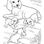 Animal Coloring Pages