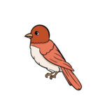 Bird Drawing – How To Draw A Bird Step By Step!