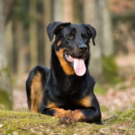 Black And Brown Dog Breeds  Great Pet Care