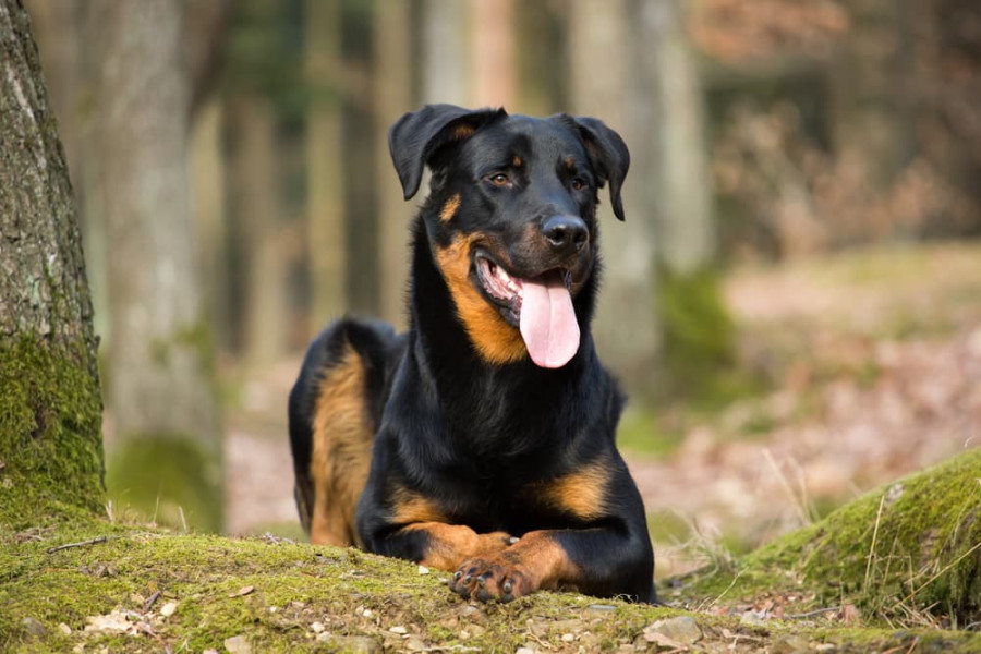 Black and Brown Dog Breeds  Great Pet Care