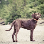 Brown Dog Breeds – Most Popular Brown Dogs