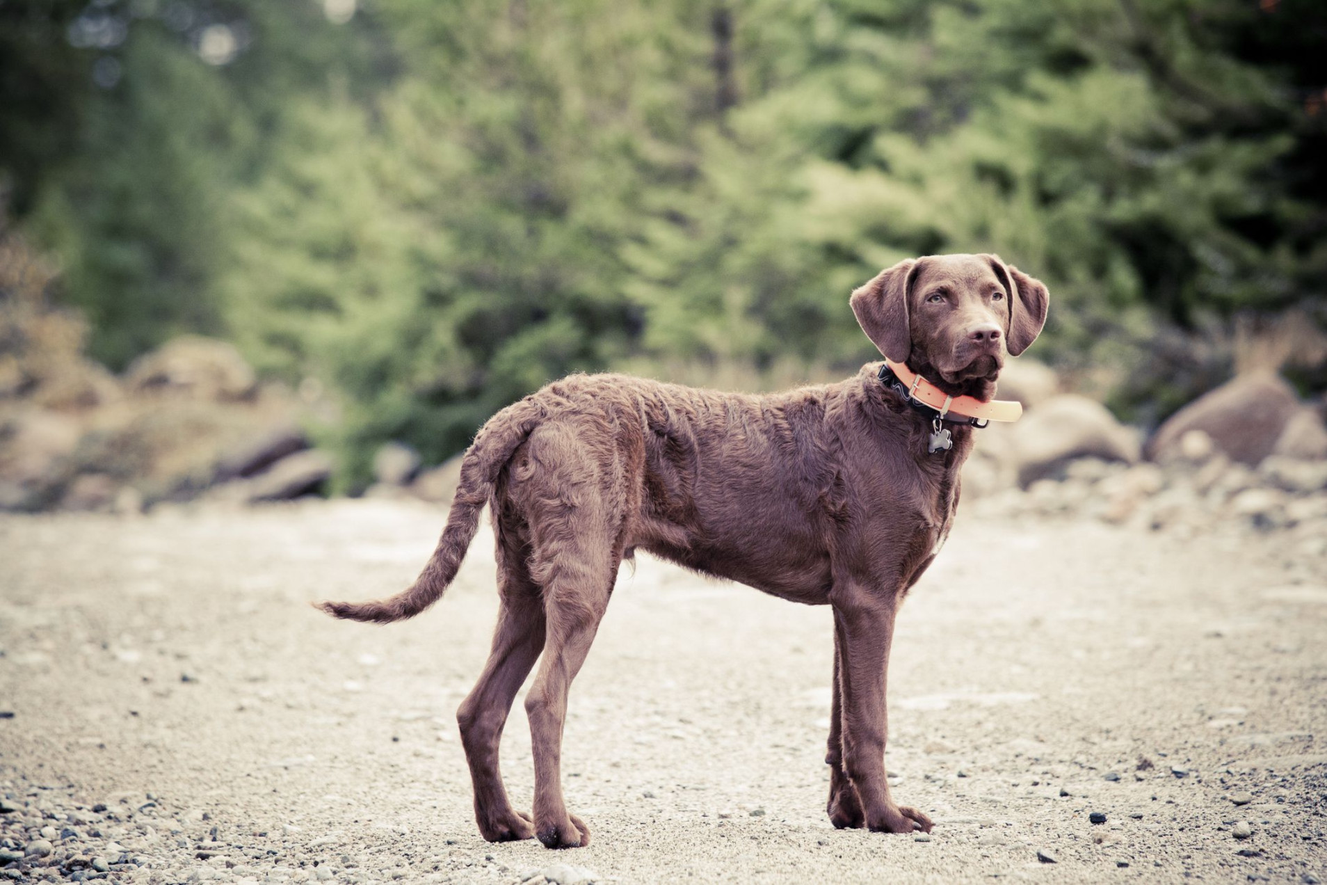 Brown Dog Breeds - Most Popular Brown Dogs