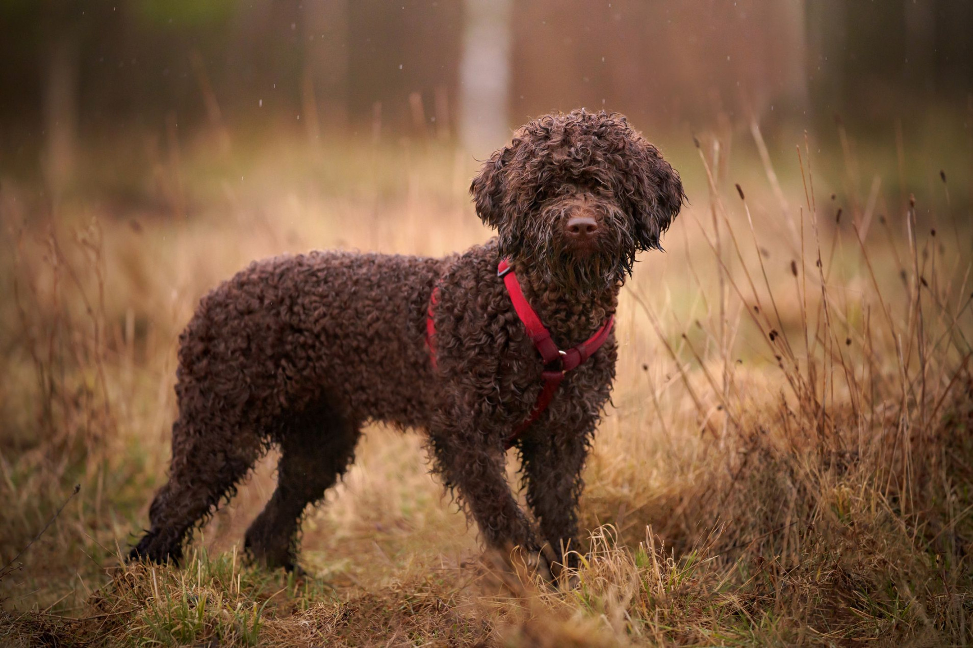 Brown Dog Breeds - Most Popular Brown Dogs