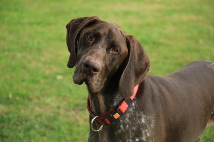 Brown Dog Breeds (With Pictures!) - DogsPlanet