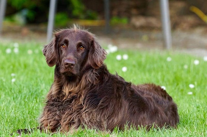 Brown Dog Names - [+ Unique Names You