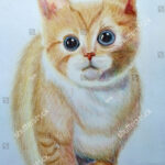 Cat Drawing Made By Color Pencil Stock Photo   Shutterstock