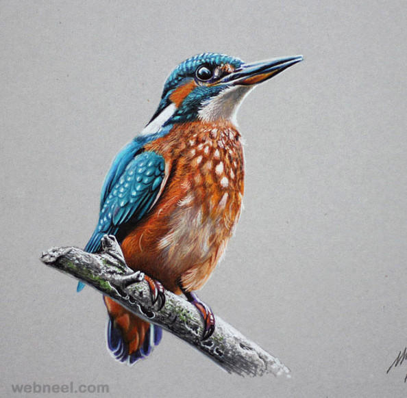 Color Pencil Drawing Bird