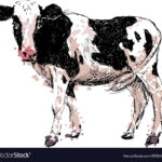 Colored Hand Drawing Cow Royalty Free Vector Image