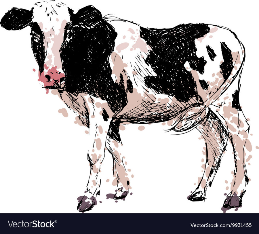 Colored hand drawing cow Royalty Free Vector Image