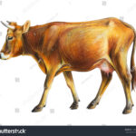 Colored Pencil Drawing Cow Images, Stock Photos & Vectors