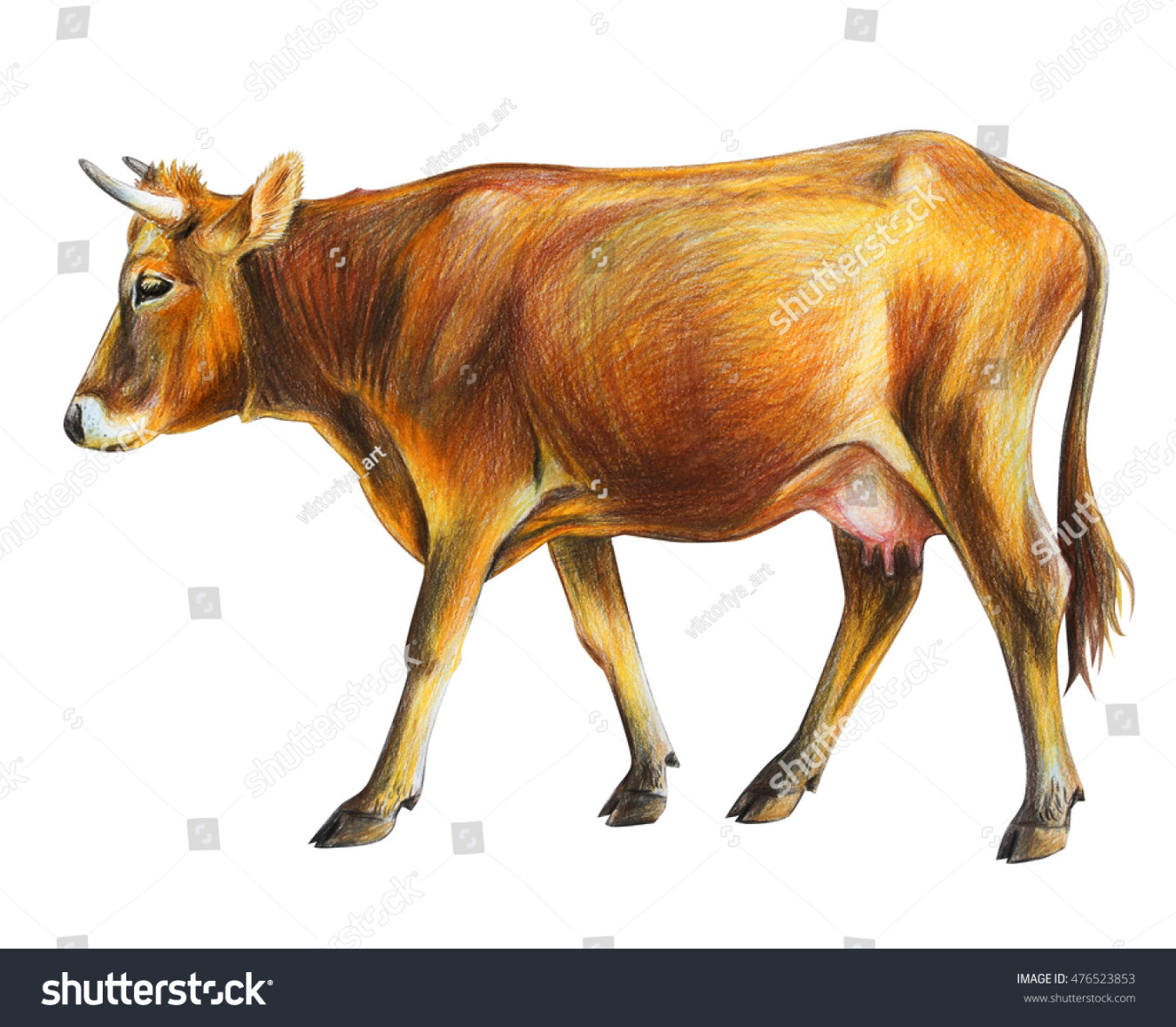 Colored Pencil Drawing Cow Images, Stock Photos & Vectors