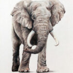 Colored Pencil Drawing Of An Elephant  Elephant Drawing