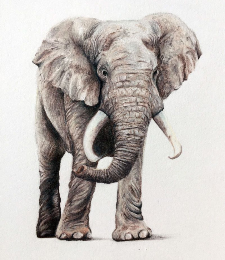 Colored Pencil Drawing of an Elephant  Elephant drawing