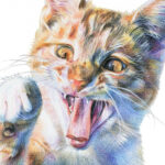 Colored Pencil: Drawing Your Pet  Springfield Museums