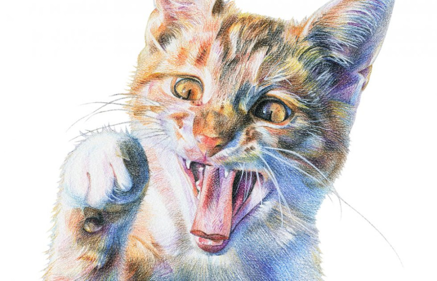 Colored Pencil: Drawing Your Pet  Springfield Museums