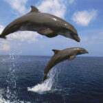 Dolphin Printables