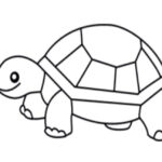 Drawing Tortoise Colour / How To Draw A Tortoise