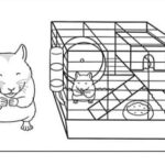 FREE! – Hamster Colouring  Colouring Sheets – Twinkl