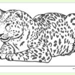 FREE! – Leopard Colouring  Colouring Sheets – Twinkl