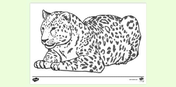 FREE! - Leopard Colouring  Colouring Sheets - Twinkl