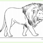 FREE! – Lion Colouring Sheet  Colouring Sheets – Twinkl