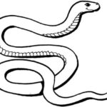 Free Snake Colouring Pages For Kids To Download