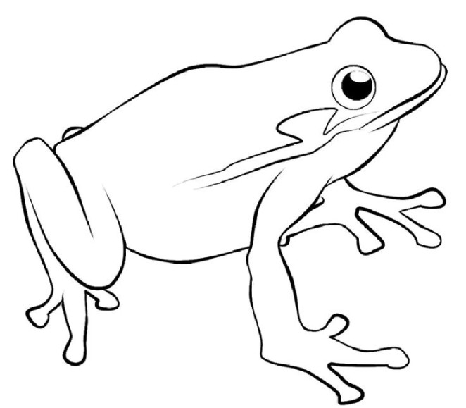 Frog Coloring Page - Free Coloring Pages  Páginas de colorir com