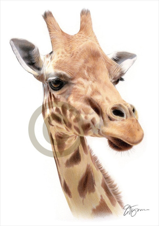 Giraffe artwork - color pencil drawing print - wildlife art - artwork  signed by artist Gary Tymon -  sizes -  prints - animal portrait