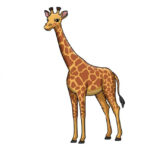 Giraffe Coloring Pages  Colouring Animals Page  Animals Colour Pages For  Kids