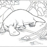 High Detailed Realistic Platypus Coloring Pages  Páginas De