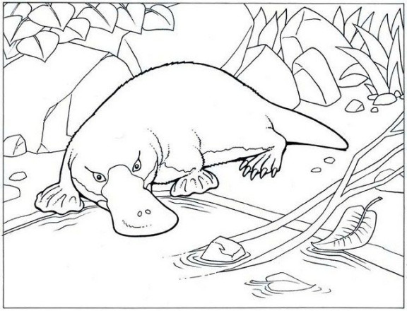 high detailed realistic platypus coloring pages  Páginas de