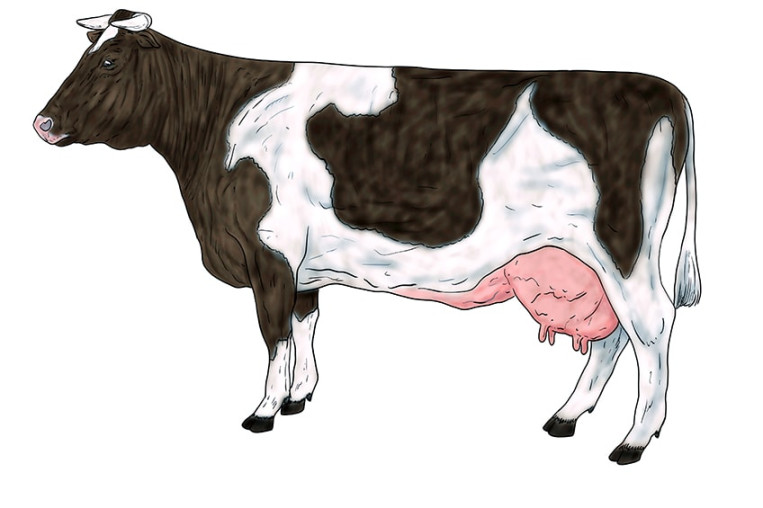 How to Draw a Cow - The Best Tutorial for Easy Cow Drawing