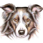 How To Draw A Dog With Color Pencils