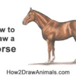 How To Draw A Horse (Color) VIDEO & Step By Step Pictures