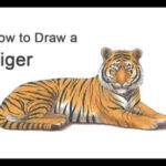 How To Draw A Tiger (Color)