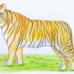 How To Draw A Tiger – Step By Step Drawing