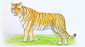 How to draw a tiger - step by step drawing