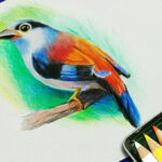 How To Draw Bird With Colour Pencil Step By Step