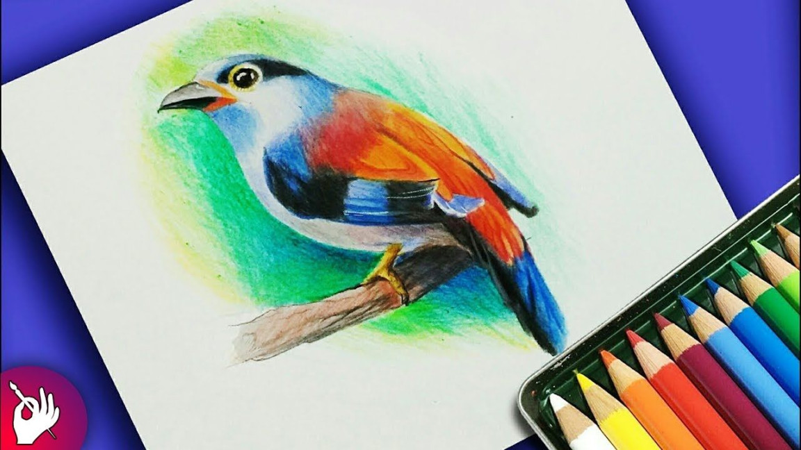 How to draw bird with colour pencil step by step  Color pencil sketch,  Bird drawings, Color pencil drawing