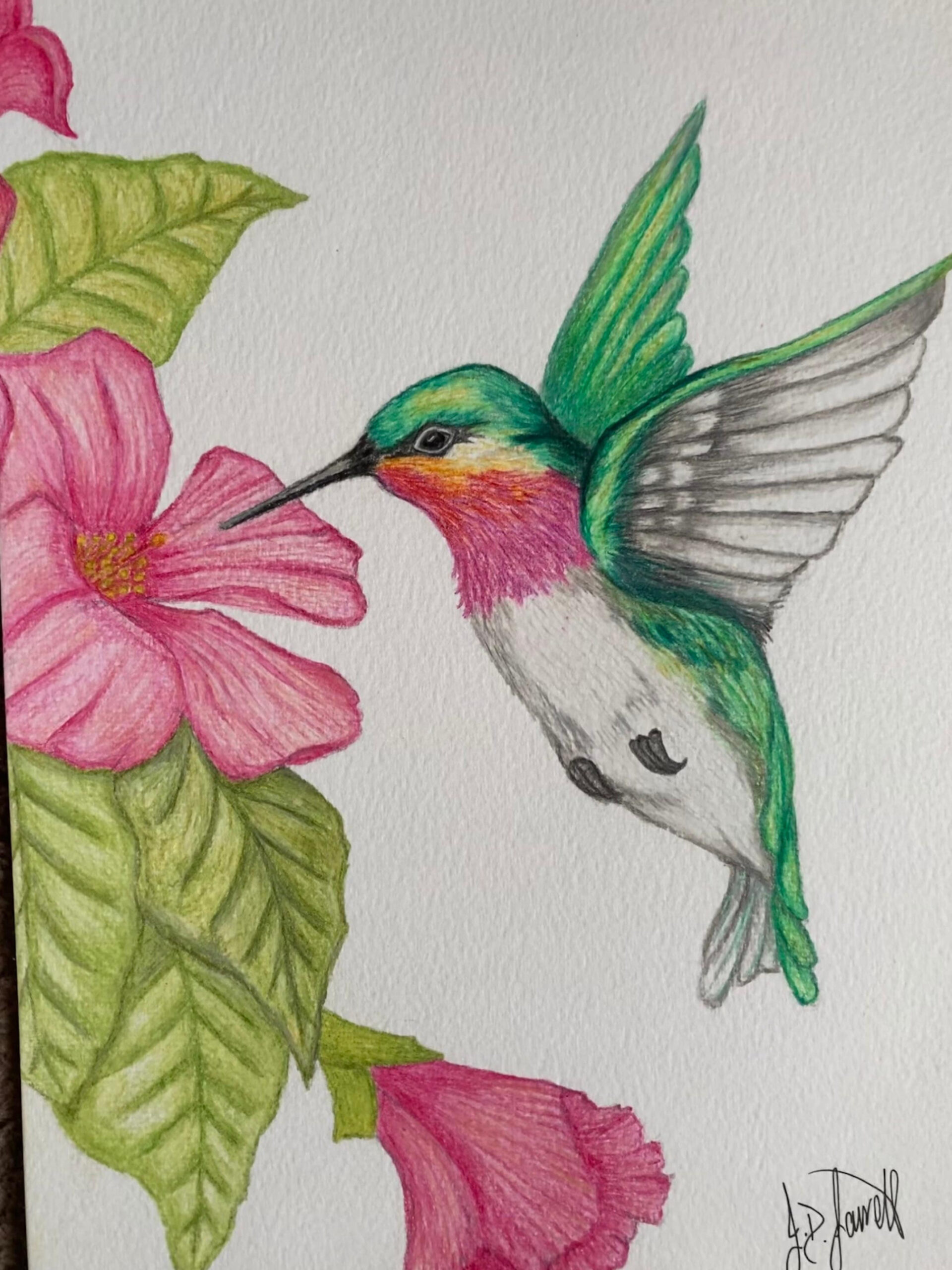 Humming Bird Coloured Water Pencil Drawing A Print - Etsy Canada