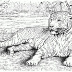 Impressive Animal Coloring Pages Realistic  Zoo Animal Coloring