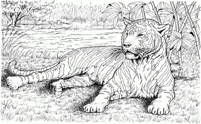 Impressive Animal Coloring Pages Realistic  Zoo animal coloring