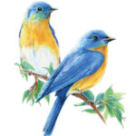 Learn To Draw Garden Birds Colouring Pencils Set Drawing Made Easy