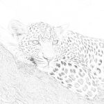 Leopard On A Tree Coloring Page – Mimi Panda