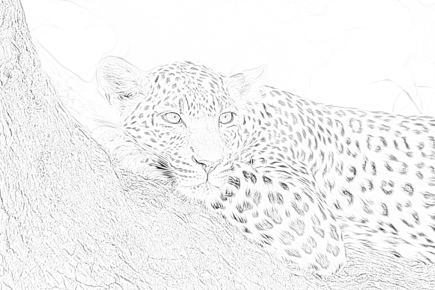 Leopard on a tree coloring page - Mimi Panda