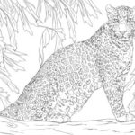 Leopard Sitting On Tree Coloring Page  Free Printable Coloring