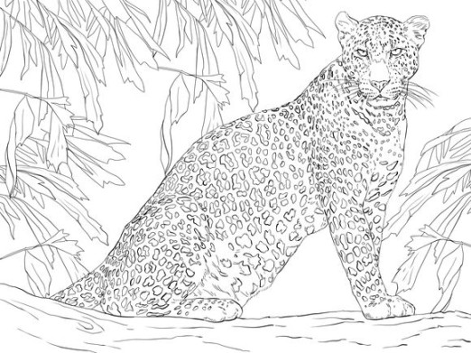 Leopard Sitting on Tree Coloring page  Free Printable Coloring