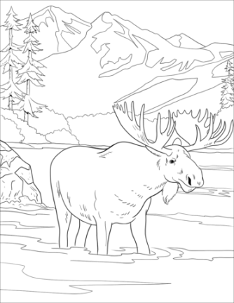 Moose coloring page  Free Printable Coloring Pages